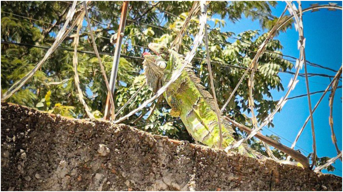 resgate iguana
