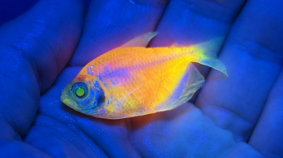 peixe brilhante
