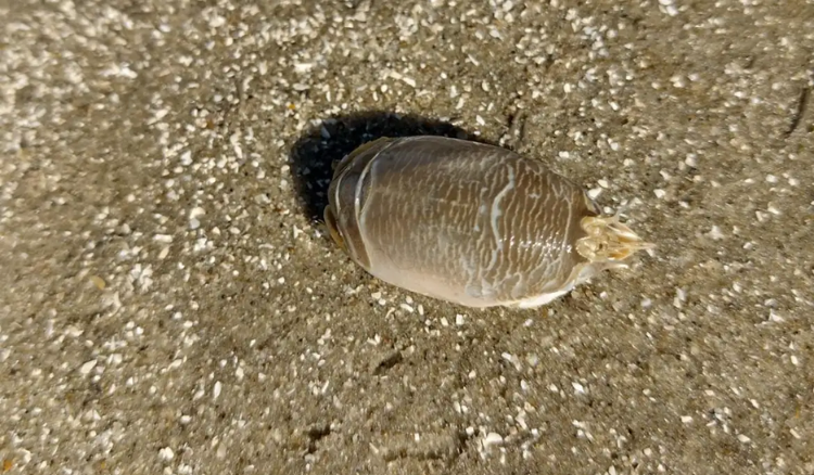 tatuí