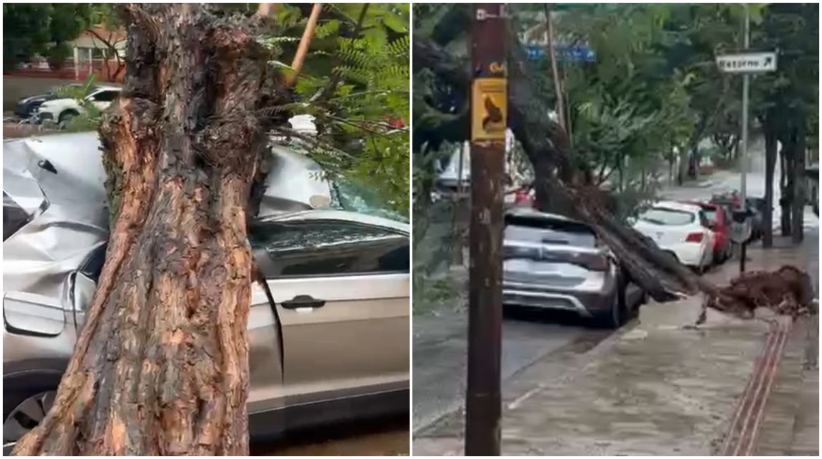 árvore cai em carro BH