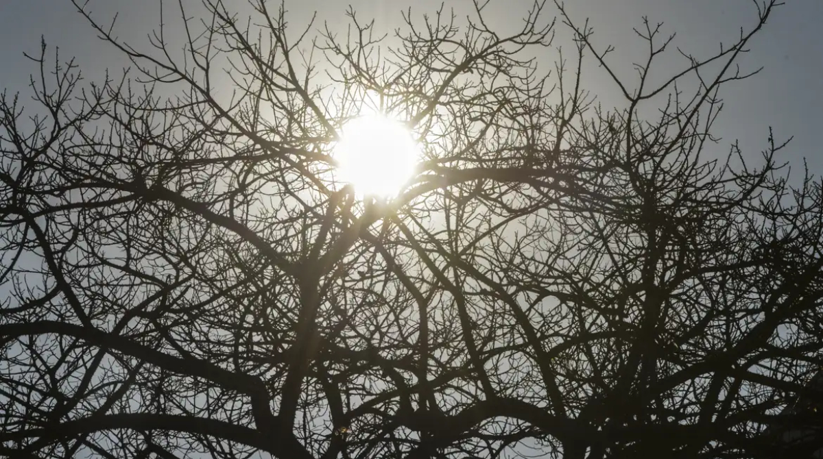 árvore com galhos secos e sol escaldante ao fundo
