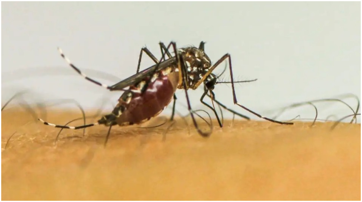 dengue no brasil