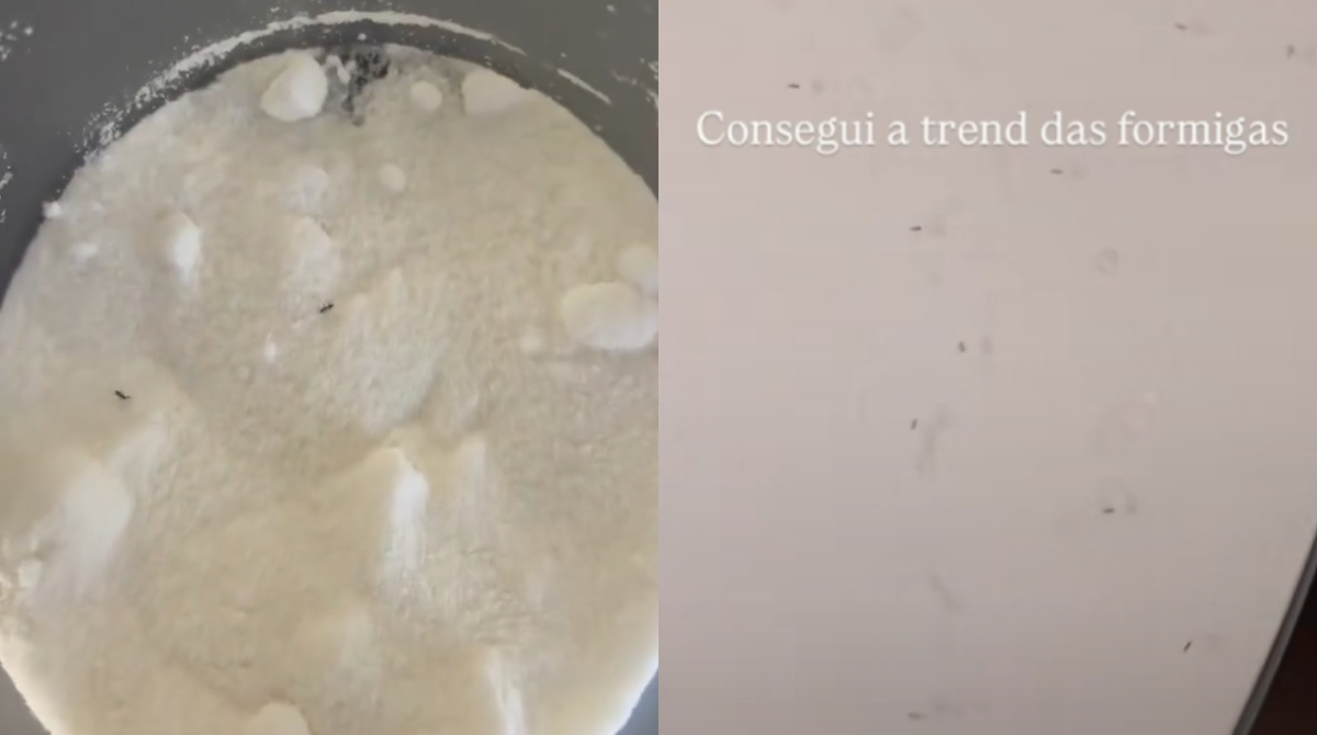 formigas no açúcar