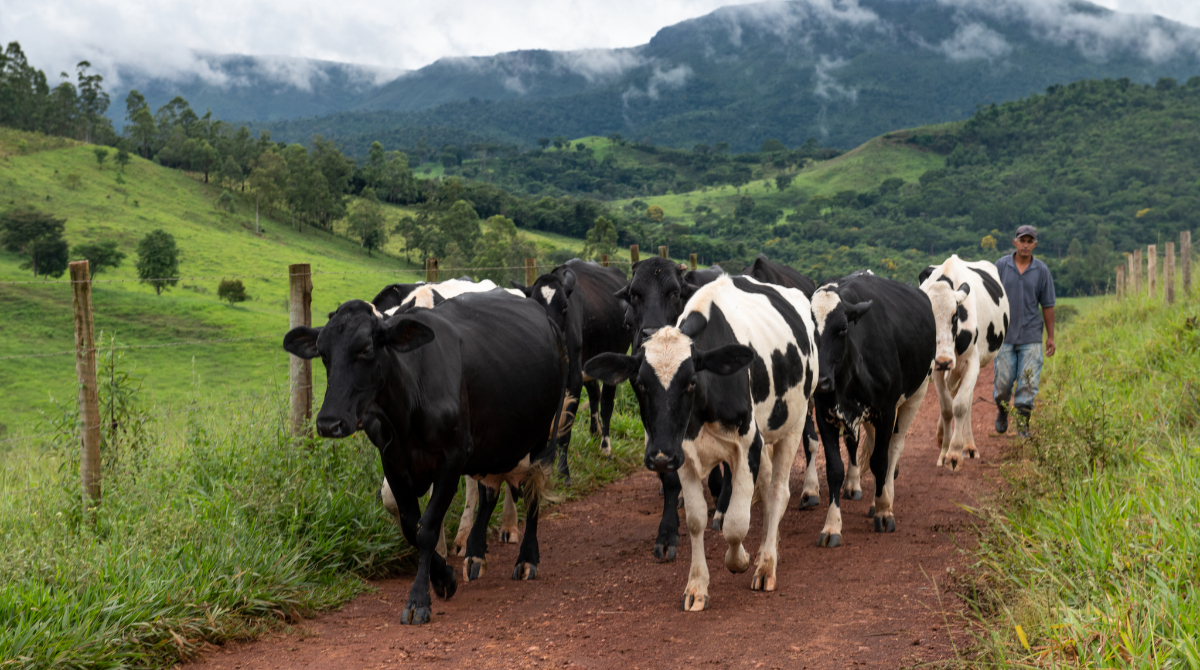 Manejo de bois em Minas Gerais