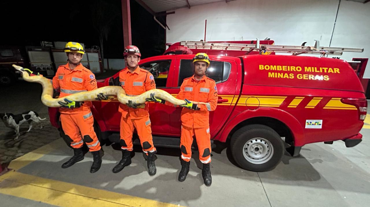 bombeiros segurando cobra píton