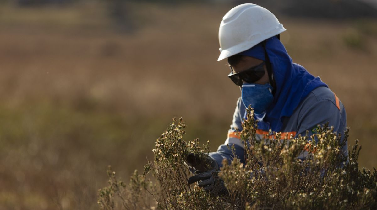 Anglo American preserva mais de 22 mil hectares de Cerrado e Mata Atlântica na região do Minas-Rio