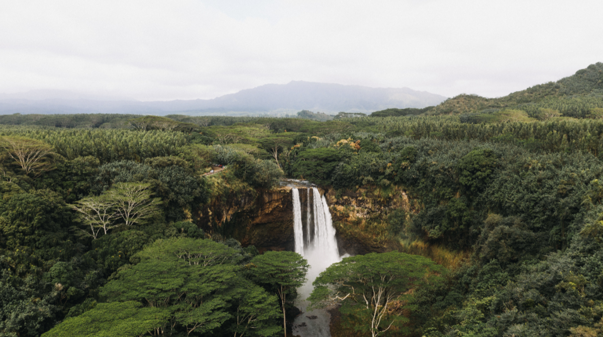 Floresta tropical