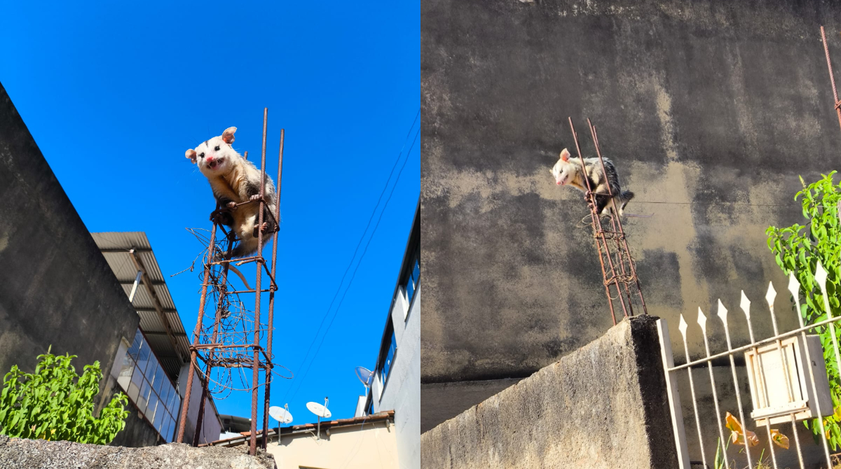 gambá preso em vergalhão