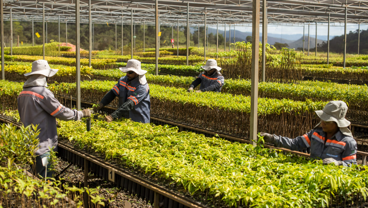 VIVEIRO DE MUDAS ANGLO